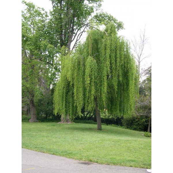 Salix babylonica (Salcie pletoasa)