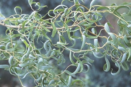 Salix matsudana (Salcie creata, japoneza)