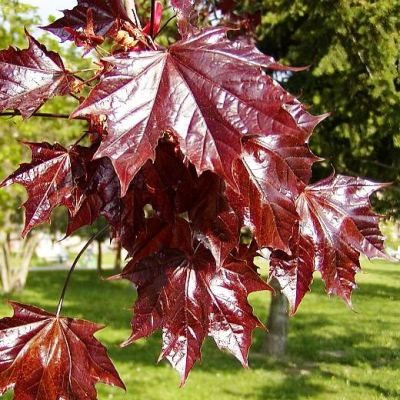 Acer platanoides Crimson King (Artar cu frunze rosii)